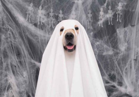 Howl-a-ween is this guys favourite time of year Howl-a-ween is this guys favourite time of year